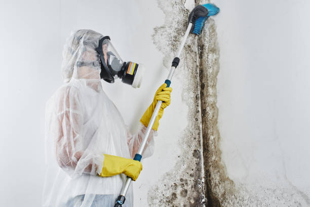Best Black Mold Removal  in Paynesville, MN