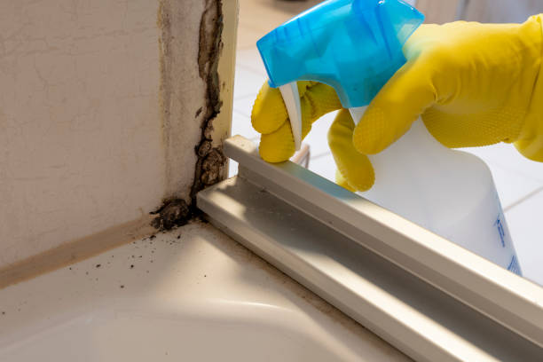 Best Commercial Mold Removal  in Paynesville, MN
