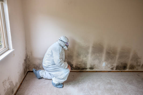 Crawl Space Mold Removal in Paynesville, MN