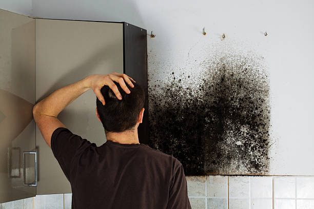 Best Mold Testing  in Paynesville, MN