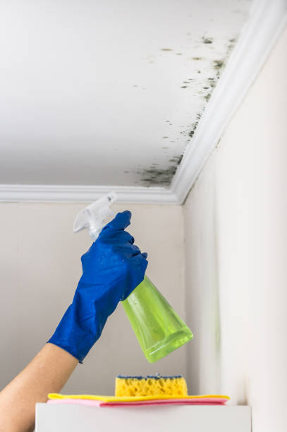 Best Commercial Mold Removal  in Paynesville, MN